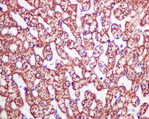 Immunohistochemistry (Formalin/PFA-fixed paraffin-embedded sections) - Anti-HMGCS2 antibody [EPR8642] - BSA and Azide free (AB240099)