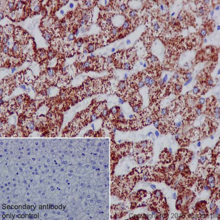 Immunohistochemistry (Formalin/PFA-fixed paraffin-embedded sections) - Anti-HMGCS2 antibody [EPR8642] - BSA and Azide free (AB240099)