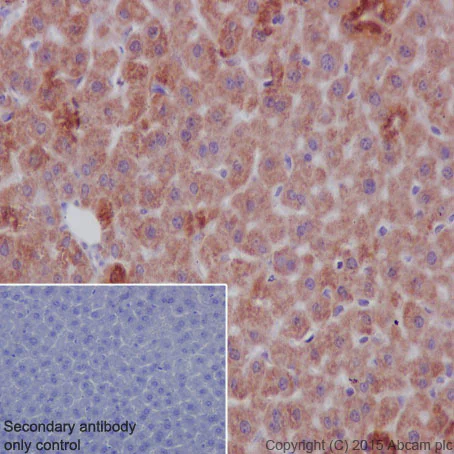 Immunohistochemistry (Formalin/PFA-fixed paraffin-embedded sections) - Anti-HMGCS2 antibody [EPR8642] - BSA and Azide free (AB240099)