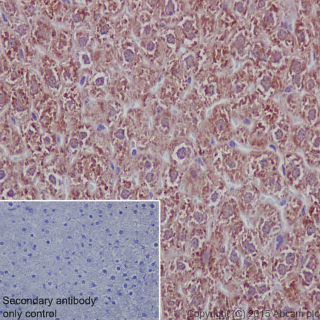 Immunohistochemistry (Formalin/PFA-fixed paraffin-embedded sections) - Anti-HMGCS2 antibody [EPR8642] - BSA and Azide free (AB240099)
