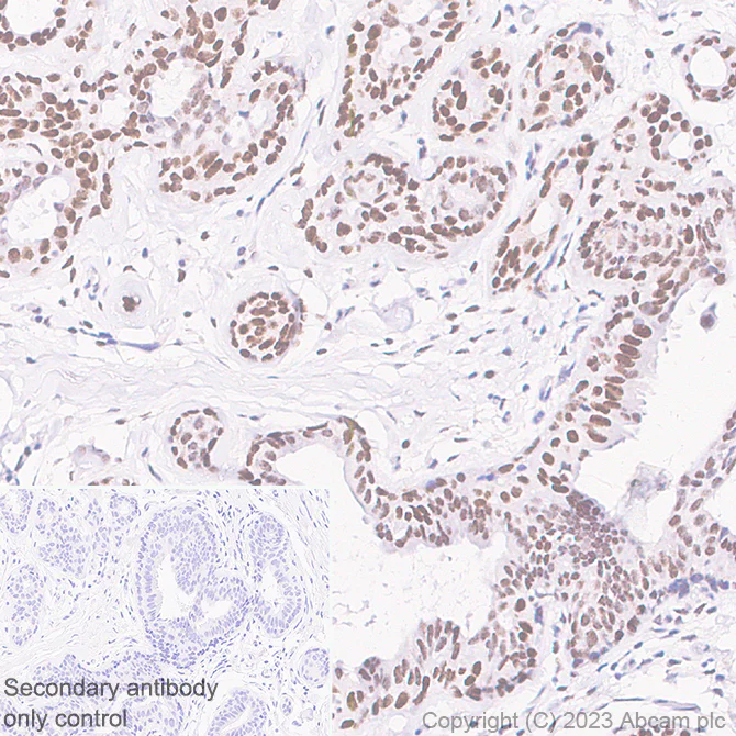 Immunohistochemistry (Formalin/PFA-fixed paraffin-embedded sections) - Anti-HMGN1 antibody [EPR26772-17] (AB314864)