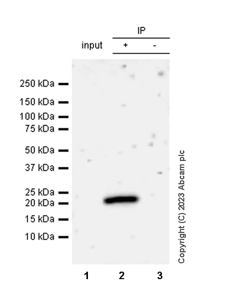 Immunoprecipitation - Anti-HMGN1 antibody [EPR26772-17] (AB314864)