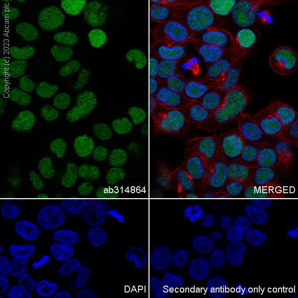 Immunocytochemistry/ Immunofluorescence - Anti-HMGN1 antibody [EPR26772-17] - BSA and Azide free (AB314865), expandable thumbnail