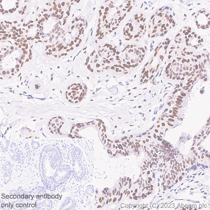 Immunohistochemistry (Formalin/PFA-fixed paraffin-embedded sections) - Anti-HMGN1 antibody [EPR26772-17] - BSA and Azide free (ab314865), expandable thumbnail