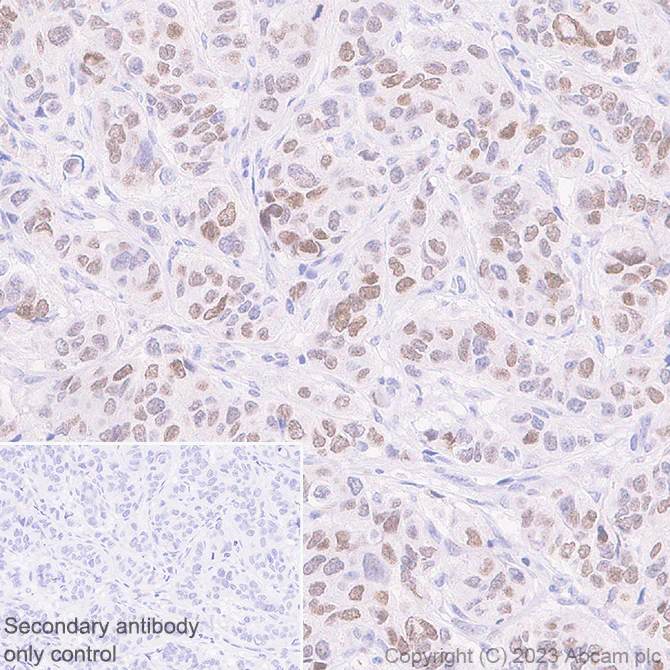 Immunohistochemistry (Formalin/PFA-fixed paraffin-embedded sections) - Anti-HMGN1 antibody [EPR26772-17] - BSA and Azide free (AB314865)