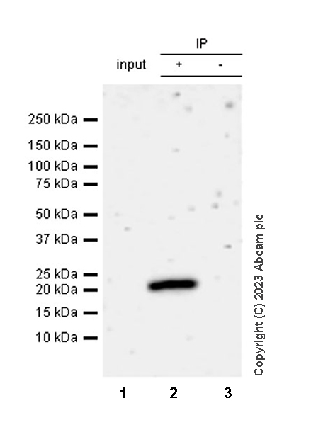 Immunoprecipitation - Anti-HMGN1 antibody [EPR26772-17] - BSA and Azide free (AB314865), expandable thumbnail