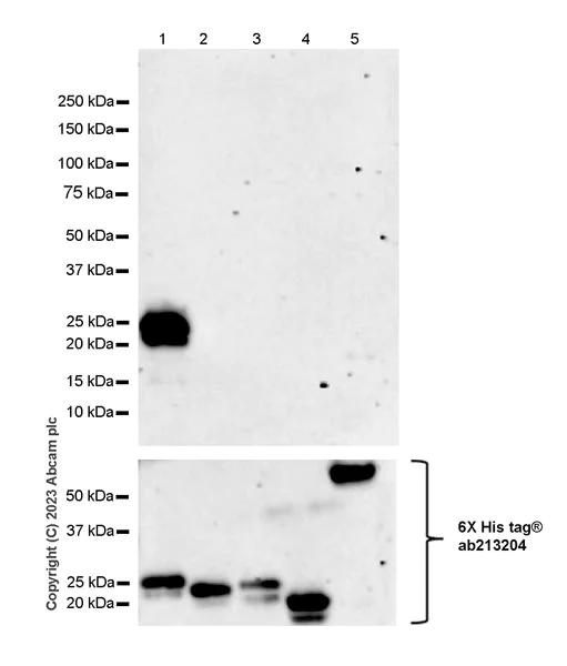 Western blot - Anti-HMGN1 antibody [EPR27314-67] (AB315889)