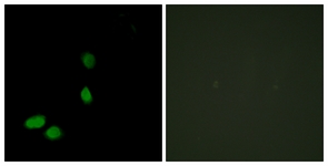 Immunocytochemistry/ Immunofluorescence - Anti-HMGN2 antibody (AB117637)