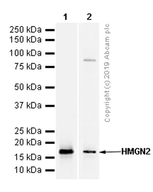 Western blot - Anti-HMGN2 antibody [EPR7091] (AB124997)