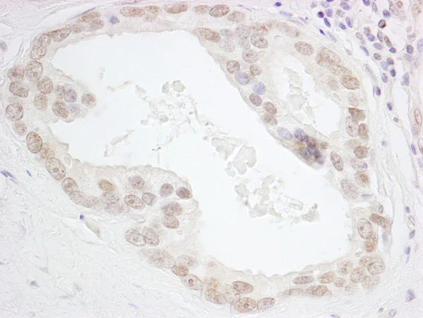 Immunohistochemistry (Formalin/PFA-fixed paraffin-embedded sections) - Anti-HMGN3 antibody (AB72233)
