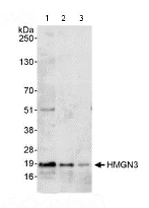 Western blot - Anti-HMGN3 antibody (AB72233)