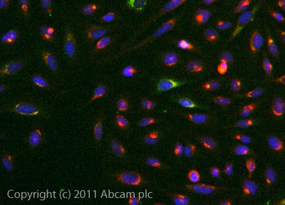 Immunocytochemistry/ Immunofluorescence - Anti-HMW Kininogen antibody (AB79653)