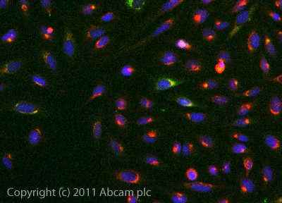 Immunocytochemistry/ Immunofluorescence - Anti-HMW Kininogen antibody (AB79653)