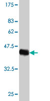 Western blot - Anti-HN1 antibody [2C8] (AB57274), expandable thumbnail
