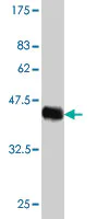 Western blot - Anti-HN1 antibody [2C8] (AB57274)