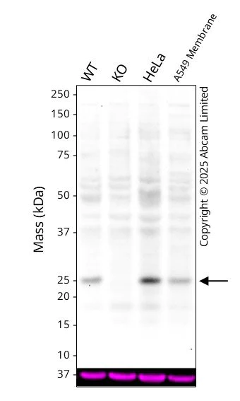 Western blot - Anti-HN1 antibody [2C8] (AB57274)