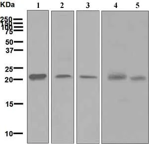 Western blot - Anti-HN1 antibody [EPR7364] - BSA and Azide free (AB248138)