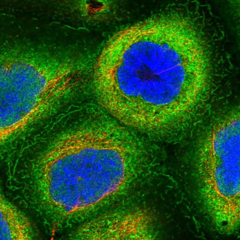 Immunocytochemistry/ Immunofluorescence - Anti-HN1L/L11 antibody (AB247030), expandable thumbnail