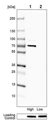 Western blot - Anti-HNF-1B antibody [CL0374] (AB236759)