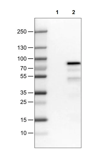 Western blot - Anti-HNF-1B antibody [CL0374] (AB236759)