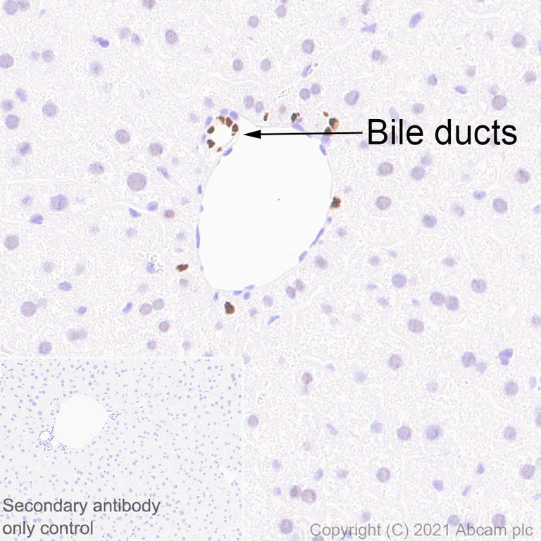 Immunohistochemistry (Formalin/PFA-fixed paraffin-embedded sections) - Anti-HNF-1B antibody [EPR18644-13] (AB213149)