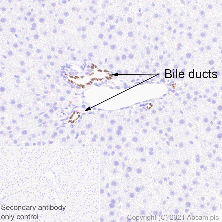 Immunohistochemistry (Formalin/PFA-fixed paraffin-embedded sections) - Anti-HNF-1B antibody [EPR18644-13] (AB213149)