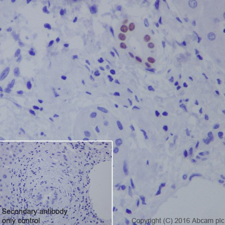 Immunohistochemistry (Formalin/PFA-fixed paraffin-embedded sections) - Anti-HNF-1B antibody [EPR18644-13] - BSA and Azide free (AB238980), expandable thumbnail