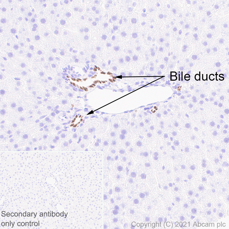 Immunohistochemistry (Formalin/PFA-fixed paraffin-embedded sections) - Anti-HNF-1B antibody [EPR18644-13] - BSA and Azide free (AB238980), expandable thumbnail