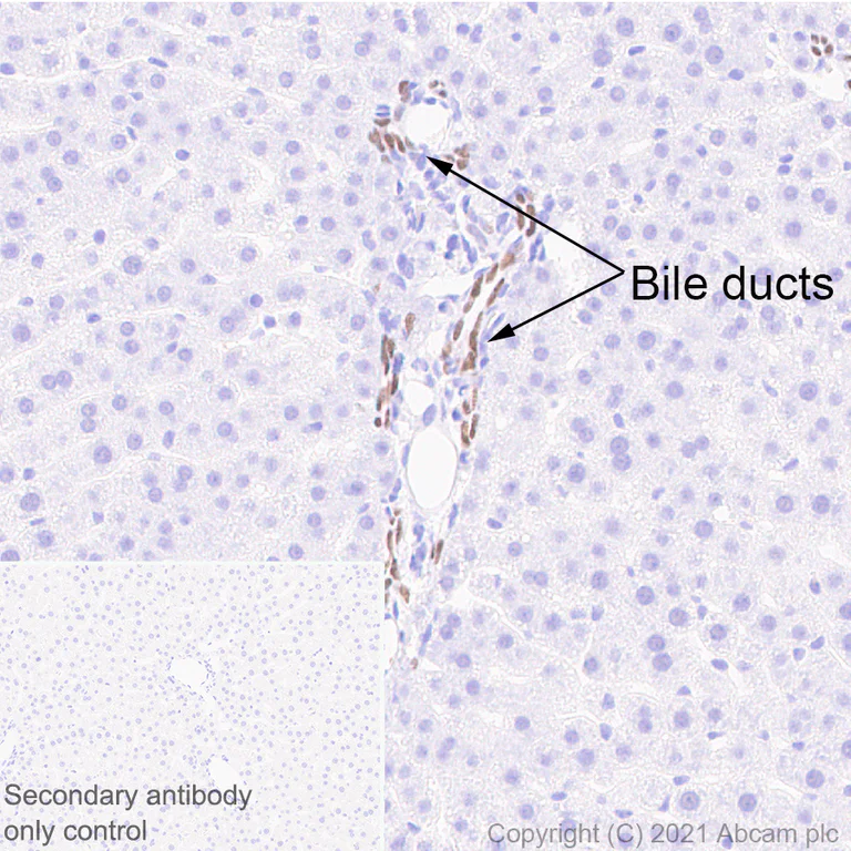 Immunohistochemistry (Formalin/PFA-fixed paraffin-embedded sections) - Anti-HNF-1B antibody [EPR18644] - BSA and Azide free (AB251510)