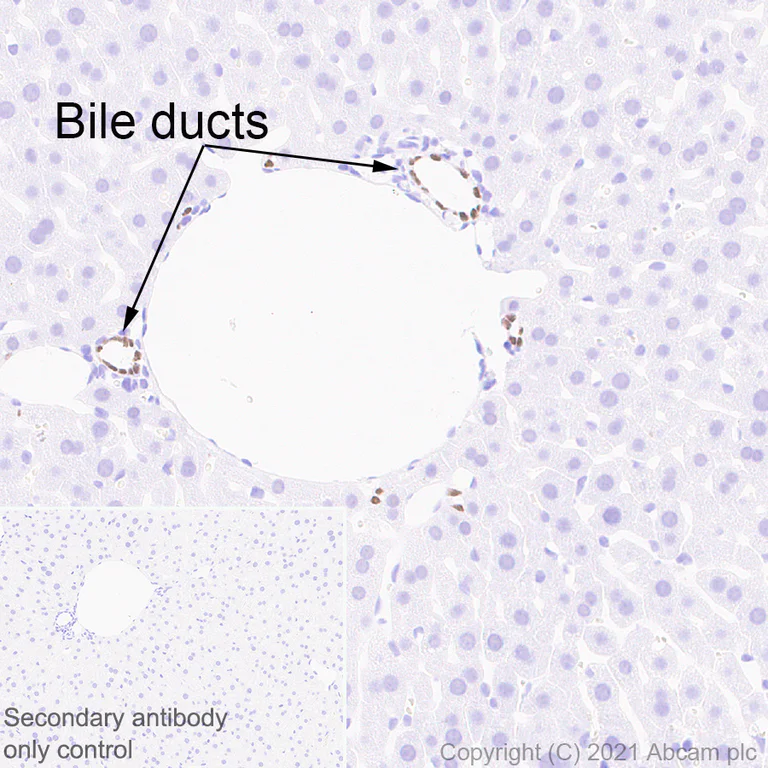 Immunohistochemistry (Formalin/PFA-fixed paraffin-embedded sections) - Anti-HNF-1B antibody [EPR18644] - BSA and Azide free (AB251510)