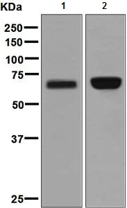 Western blot - Anti-HNF-1B antibody [EPR6334(2)] (AB128912)