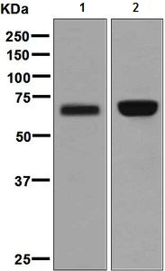 Western blot - Anti-HNF-1B antibody [EPR6334(2)] - BSA and Azide free (AB248217), expandable thumbnail