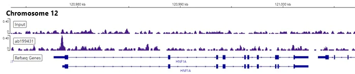 ChIP-sequencing - Anti-HNF-4-alpha antibody [EPR16786] - BSA and Azide free (AB251275)