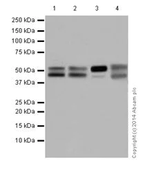 Western blot - Anti-HNF-4-alpha antibody [EPR16786] - BSA and Azide free (AB251275)
