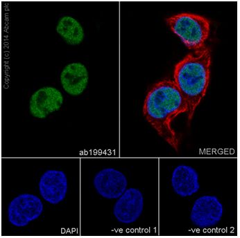 Immunocytochemistry/ Immunofluorescence - Anti-HNF-4-alpha antibody [EPR16786] - N-terminal (AB199431)