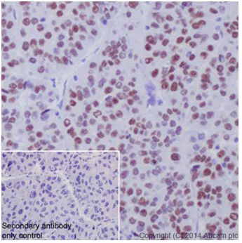 Immunohistochemistry (Formalin/PFA-fixed paraffin-embedded sections) - Anti-HNF-4-alpha antibody [EPR16786] - N-terminal (AB199431)
