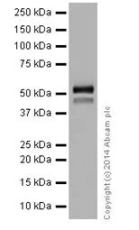 Western blot - Anti-HNF-4-alpha antibody [EPR16786] - N-terminal (AB199431)