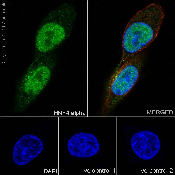 Immunocytochemistry/ Immunofluorescence - Anti-HNF-4-alpha antibody [EPR16787] (AB200654), expandable thumbnail