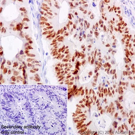 Immunohistochemistry (Formalin/PFA-fixed paraffin-embedded sections) - Anti-HNF-4-alpha antibody [EPR16787] (AB200654), expandable thumbnail