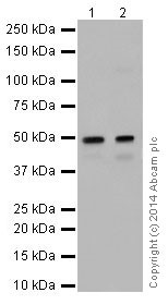 Western blot - Anti-HNF-4-alpha antibody [EPR16787] (AB200654), expandable thumbnail