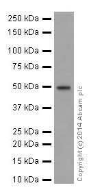 Western blot - Anti-HNF-4-alpha antibody [EPR16787] (AB200654), expandable thumbnail
