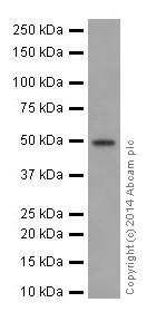 Western blot - Anti-HNF-4-alpha antibody [EPR16787] (AB200654)