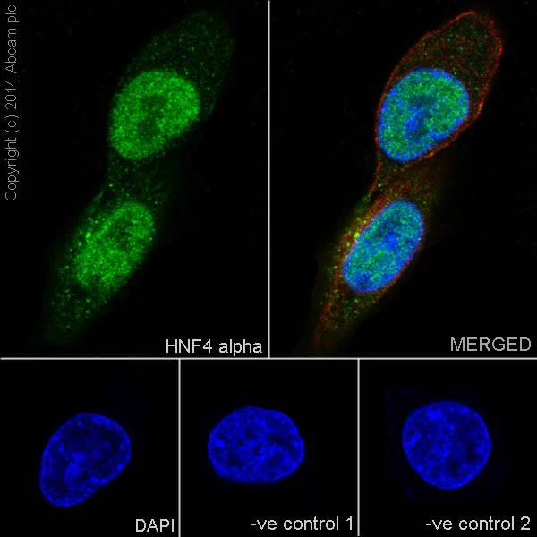 Immunocytochemistry/ Immunofluorescence - Anti-HNF-4-alpha antibody [EPR16787] - BSA and Azide free (AB251313)