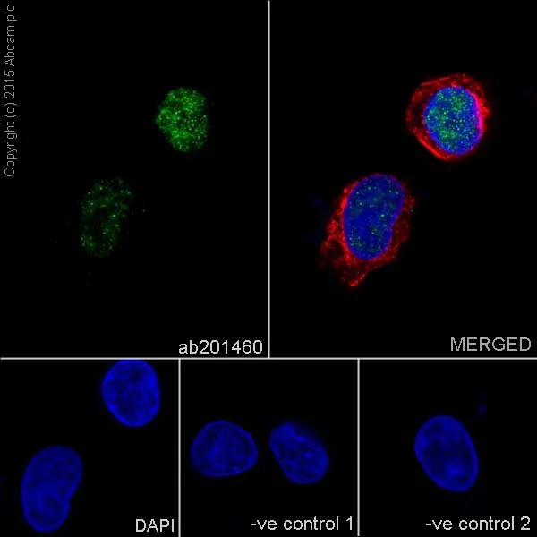 Immunocytochemistry/ Immunofluorescence - Anti-HNF-4-alpha antibody [EPR16885-99] (AB201460)