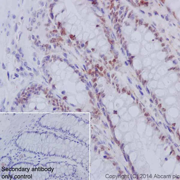 Immunohistochemistry (Formalin/PFA-fixed paraffin-embedded sections) - Anti-HNF-4-alpha antibody [EPR16885-99] (AB201460)