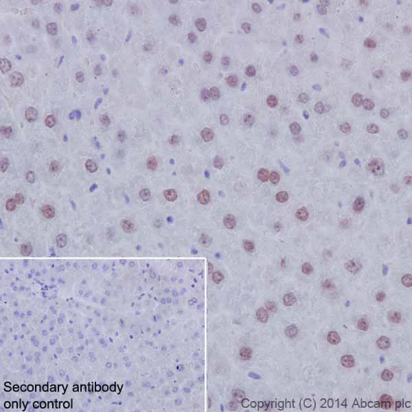 Immunohistochemistry (Formalin/PFA-fixed paraffin-embedded sections) - Anti-HNF-4-alpha antibody [EPR16885-99] (AB201460)