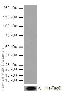 Western blot - Anti-HNF-4-alpha antibody [EPR16885-99] (AB201460)