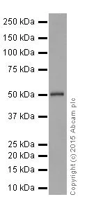 Western blot - Anti-HNF-4-alpha antibody [EPR16885-99] (AB201460)