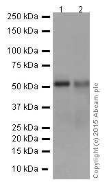 Western blot - Anti-HNF-4-alpha antibody [EPR16885-99] (AB201460)