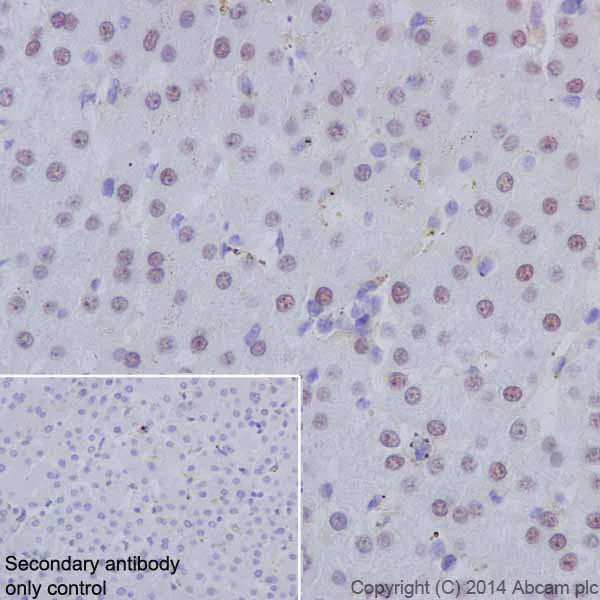 Immunohistochemistry (Formalin/PFA-fixed paraffin-embedded sections) - Anti-HNF-4-alpha antibody [EPR16885-99] - BSA and Azide free (AB231167)